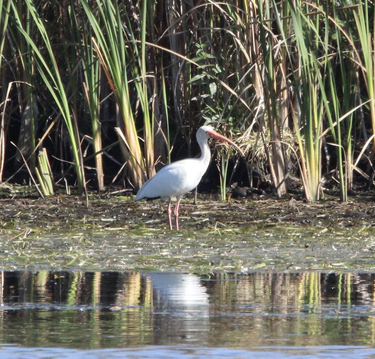 ibis bílý - ML609606017