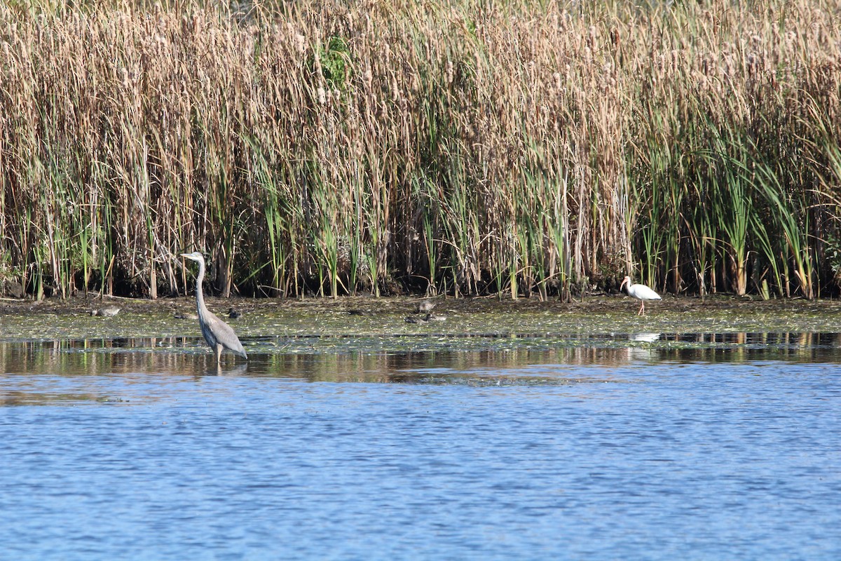 ibis bílý - ML609606019