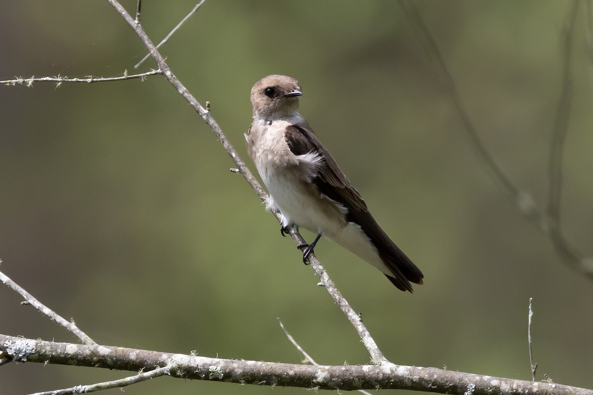 Northern Rough-winged Swallow - ML609606064