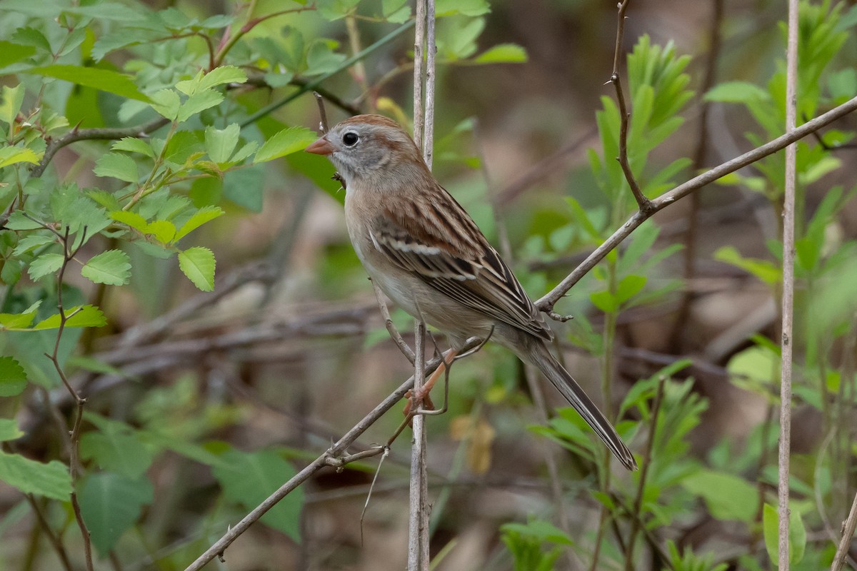Field Sparrow - ML609606100