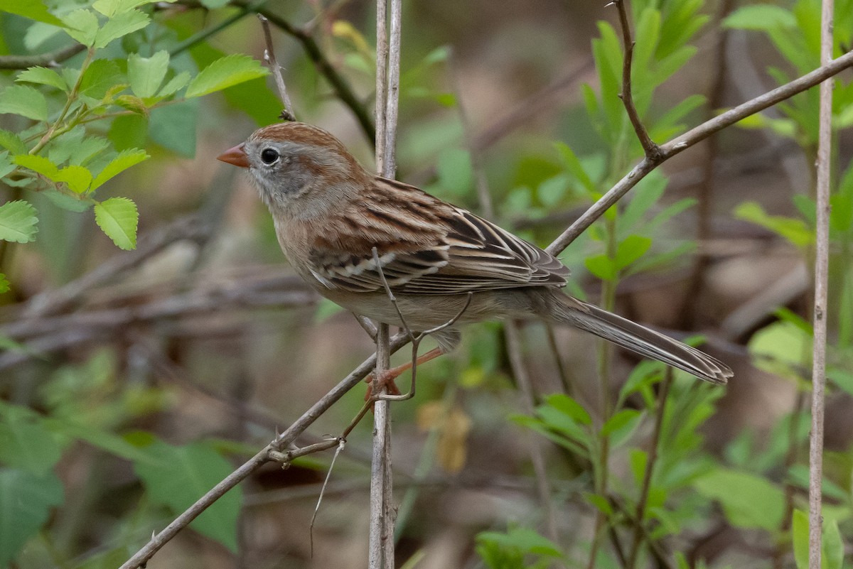 Field Sparrow - ML609606101
