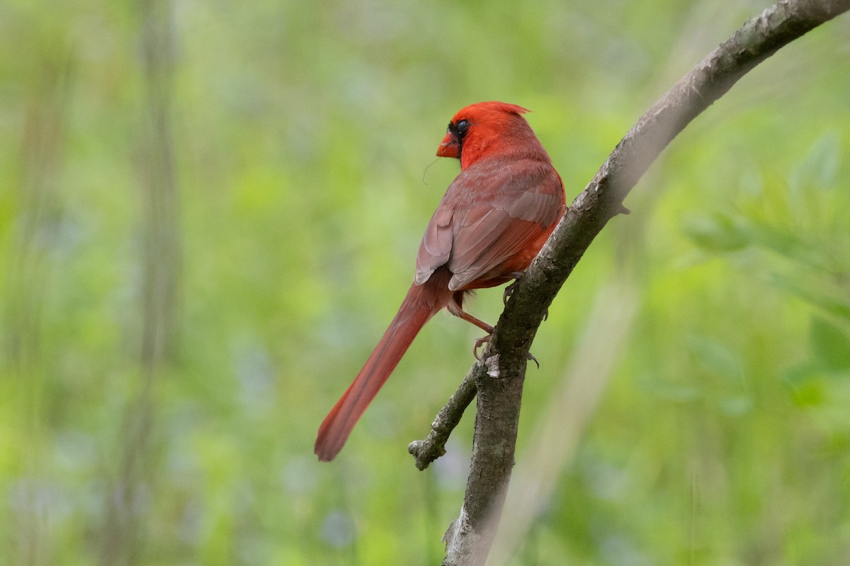 Cardinal rouge - ML609606120