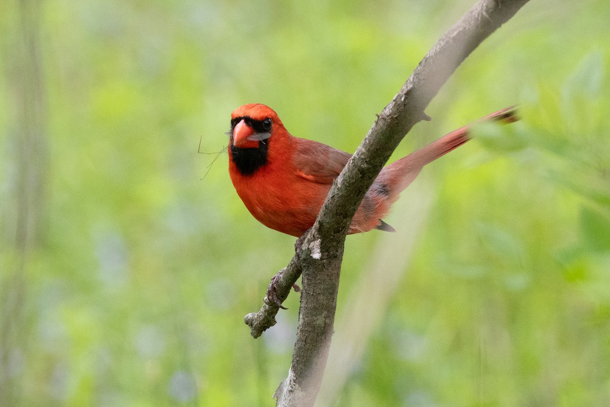Cardinal rouge - ML609606121