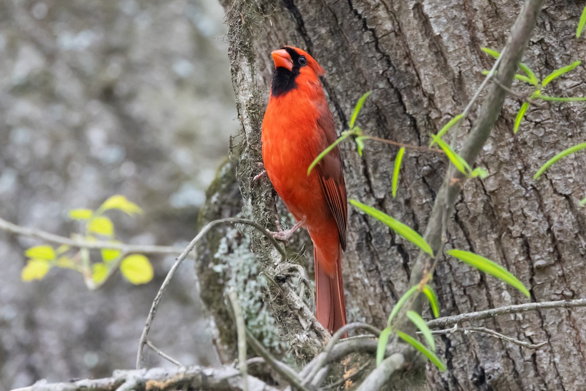 Cardinal rouge - ML609606123