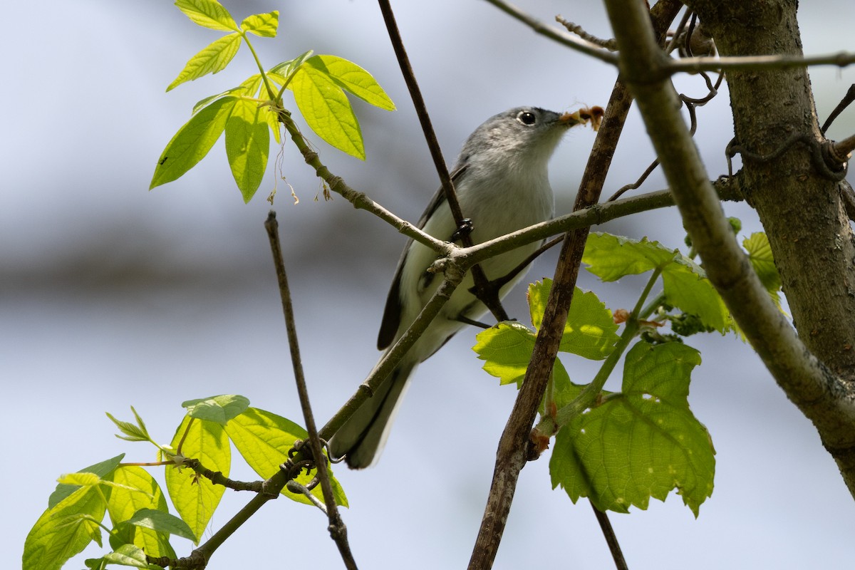 Blue-gray Gnatcatcher - ML609606148