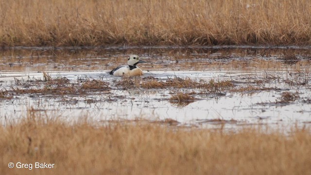 Steller's Eider - ML609606359