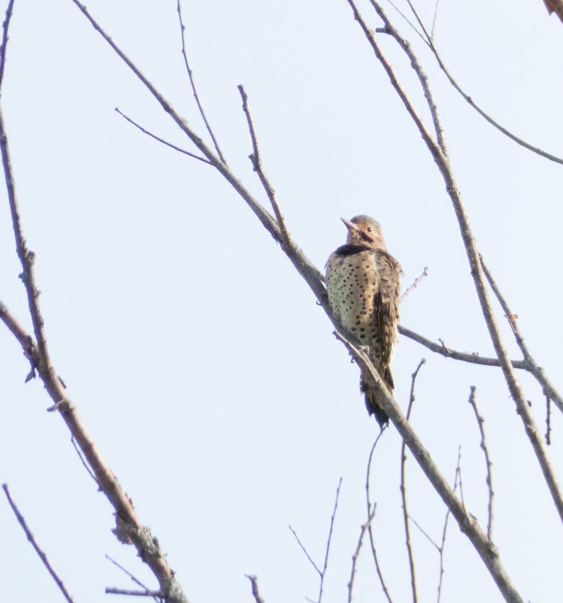 Northern Flicker - ML609606368