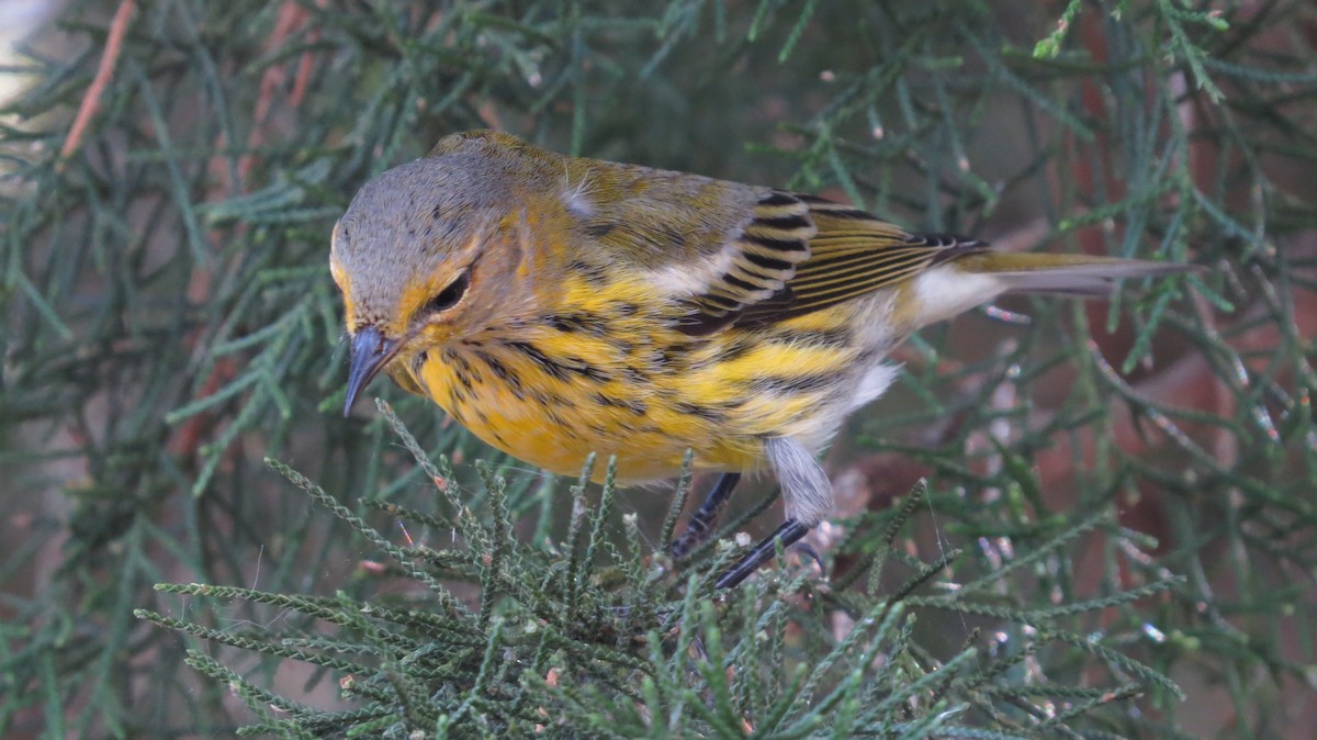 Cape May Warbler - ML609606461