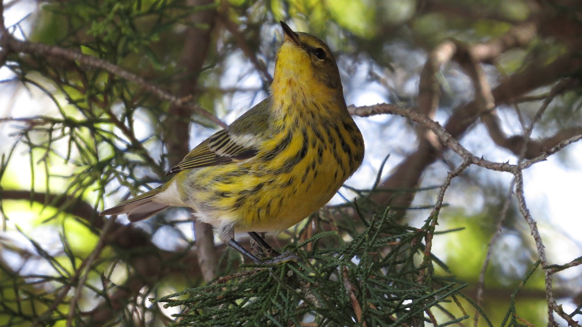Cape May Warbler - ML609606462