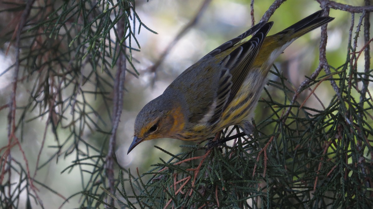 Cape May Warbler - ML609606463