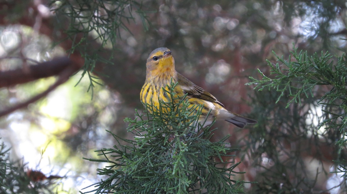 Cape May Warbler - ML609606468