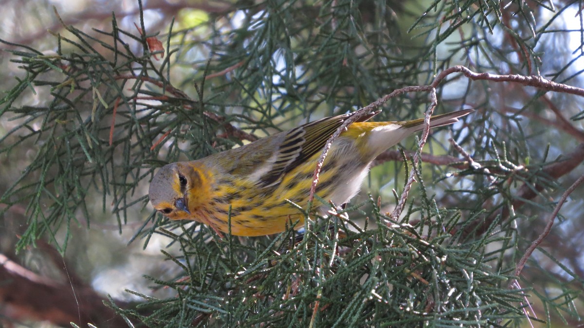 Cape May Warbler - ML609606469