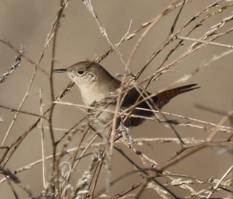 House Wren - ML609606476