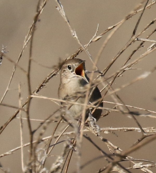 House Wren - ML609606477