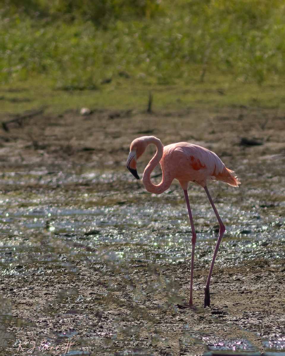 American Flamingo - ML609606484