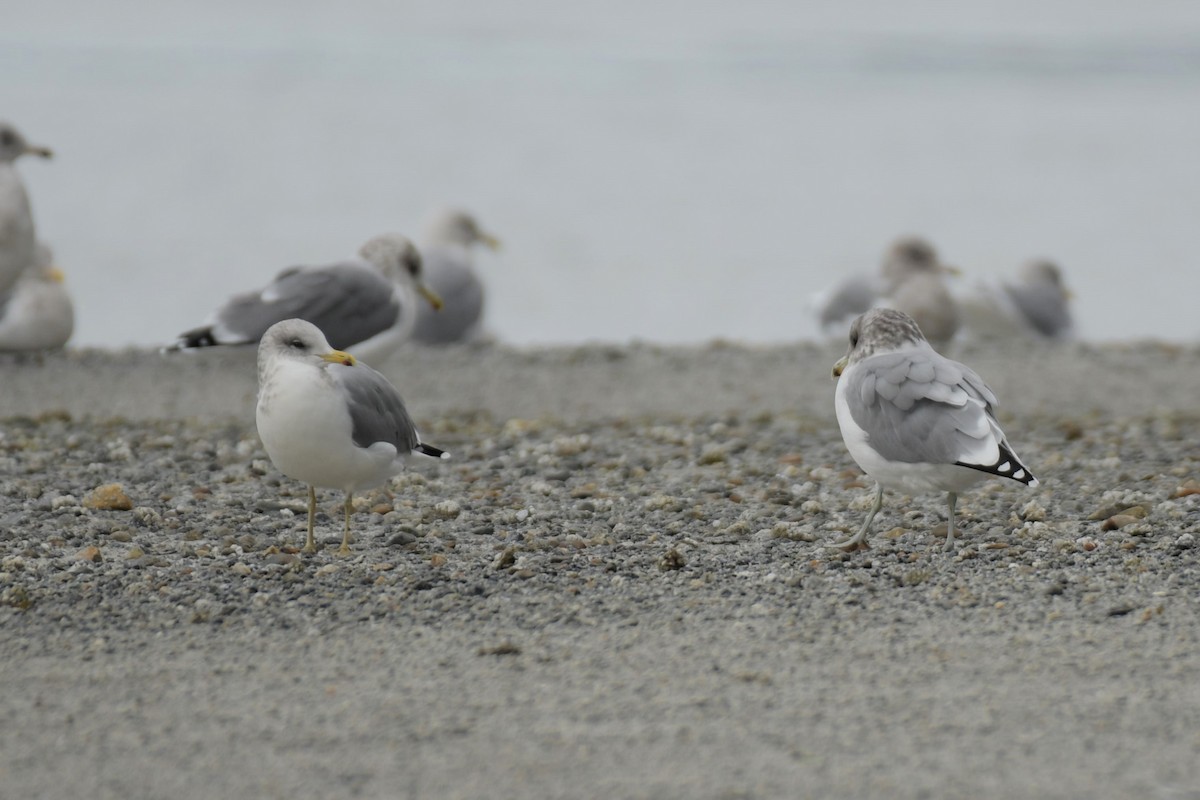 California Gull - ML609606634