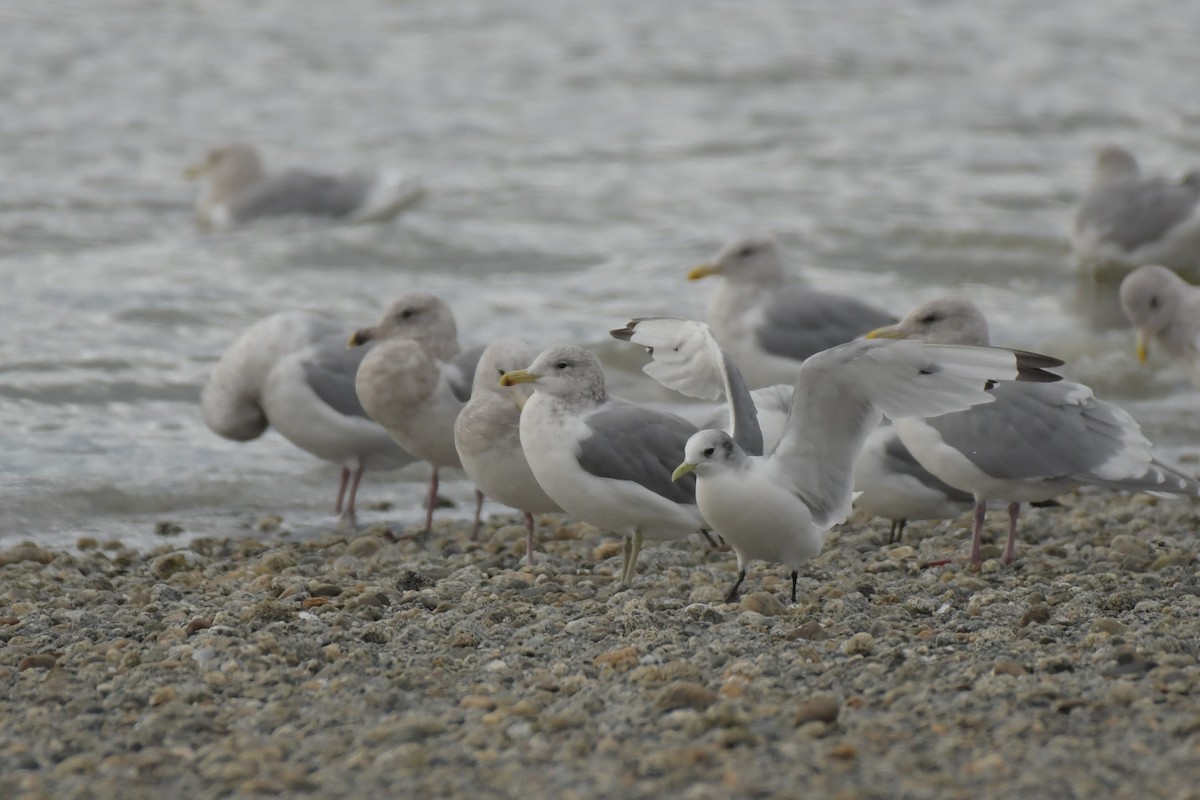 California Gull - Kelly Kirkpatrick