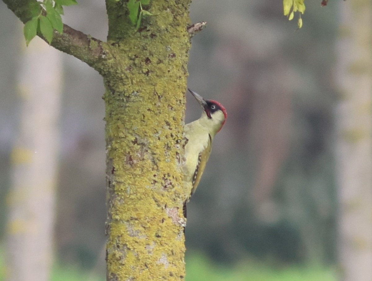 Eurasian Green Woodpecker - ML609606642