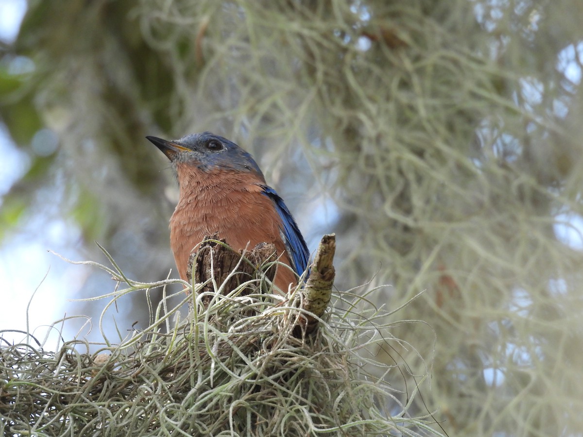 Eastern Bluebird - ML609606697