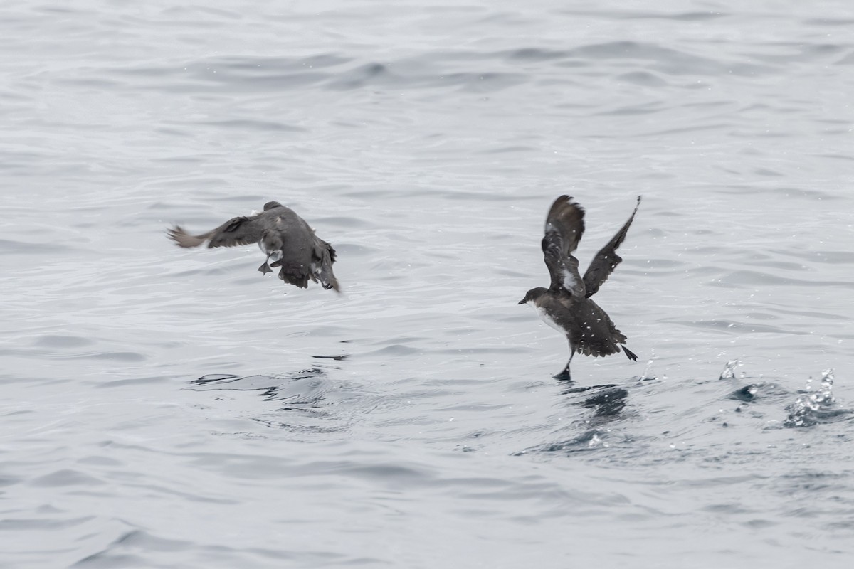 Craveri's Murrelet - ML609606764