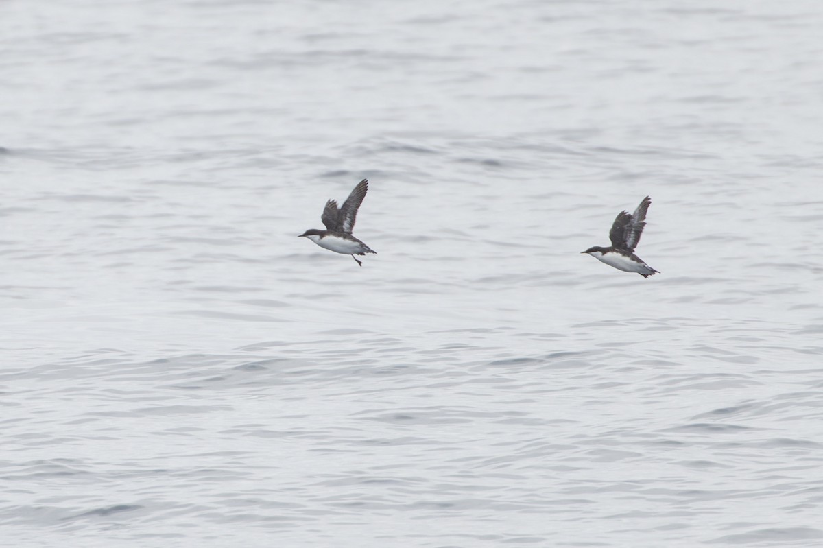 Craveri's Murrelet - ML609606765