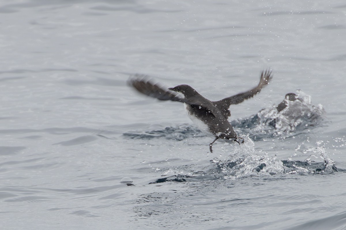 Craveri's Murrelet - ML609606766