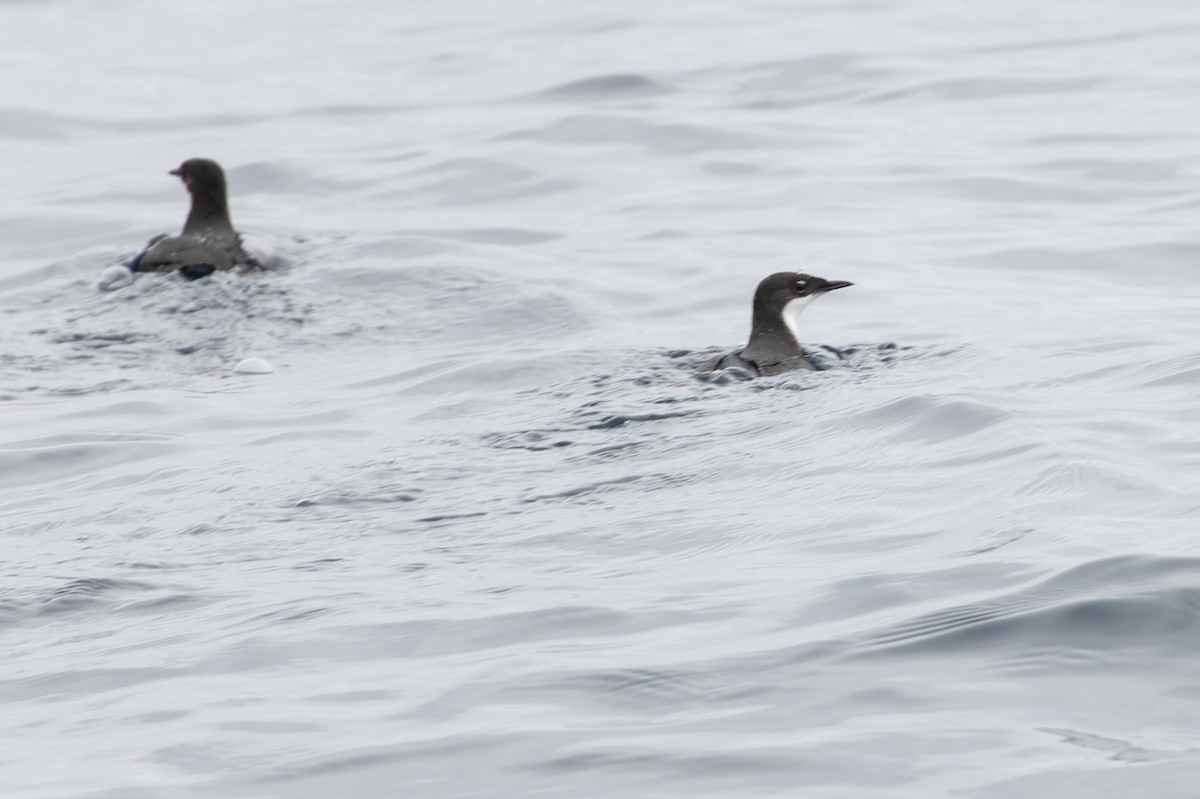 Craveri's Murrelet - ML609606767