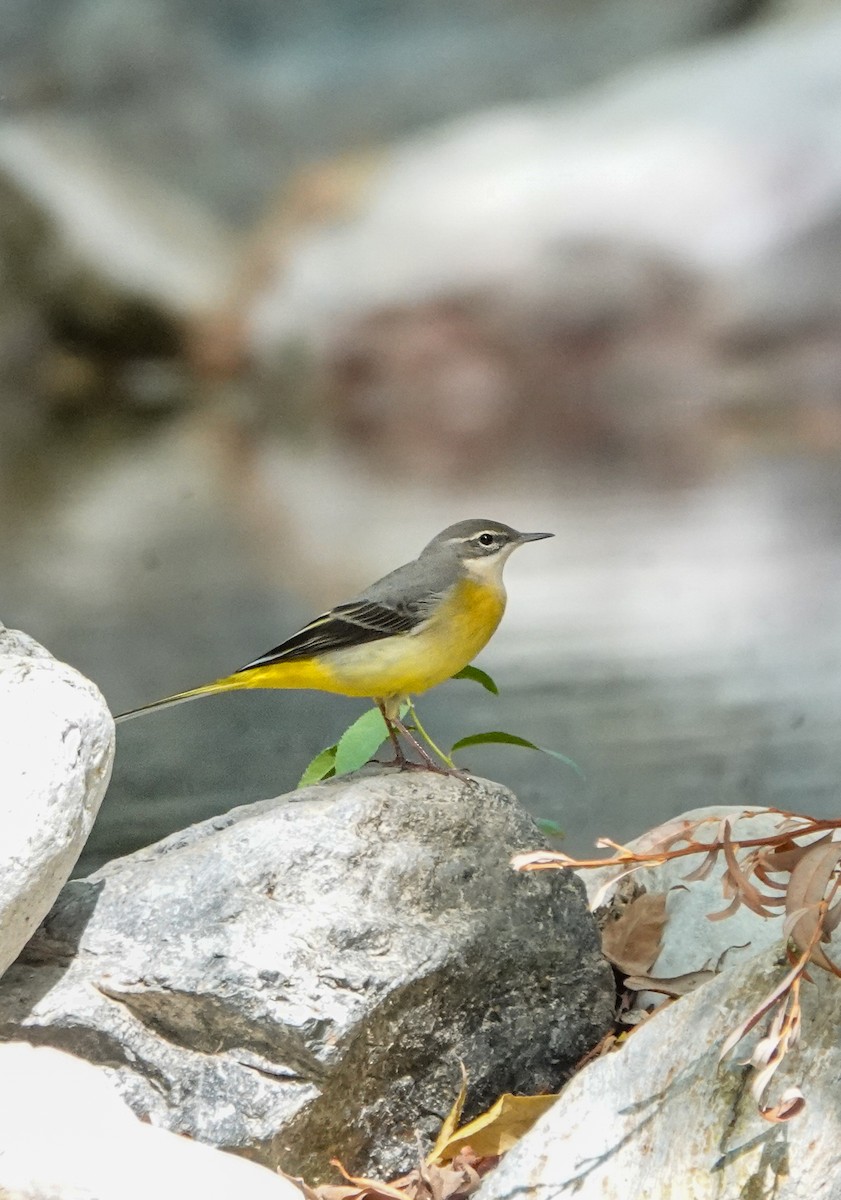 Gray Wagtail - ML609606822