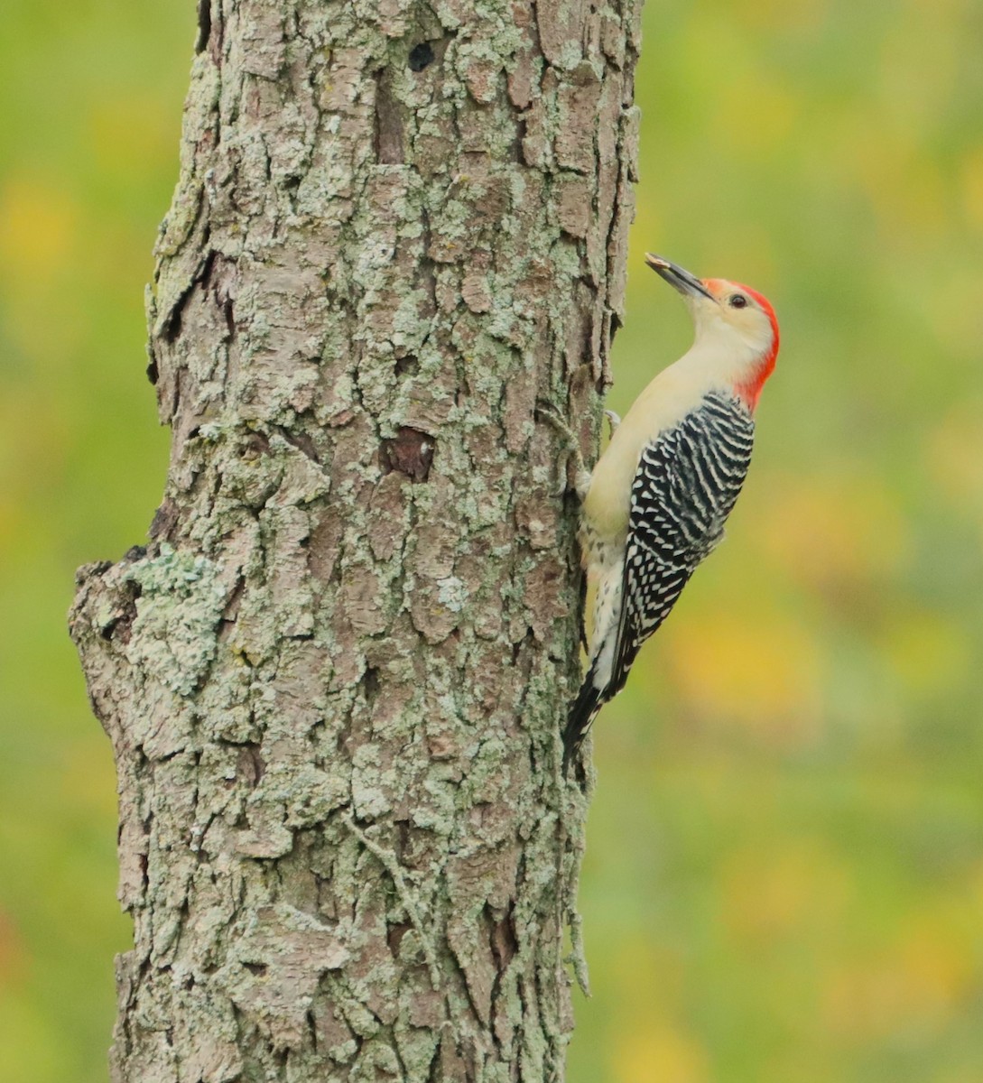 Red-bellied Woodpecker - Bob Andrini