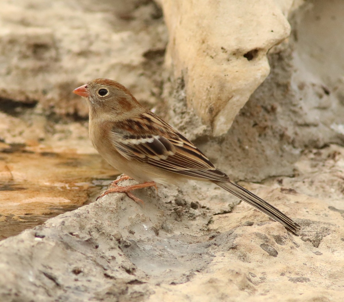 Field Sparrow - ML609606971
