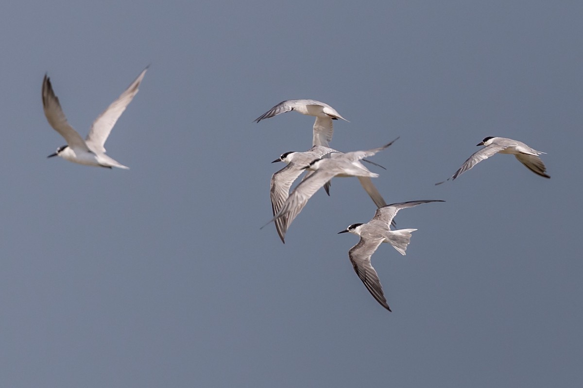 Little Tern - ML609607031