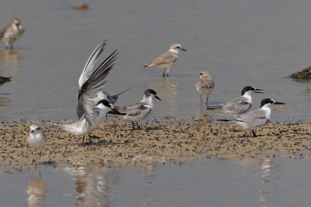 Little Tern - ML609607033