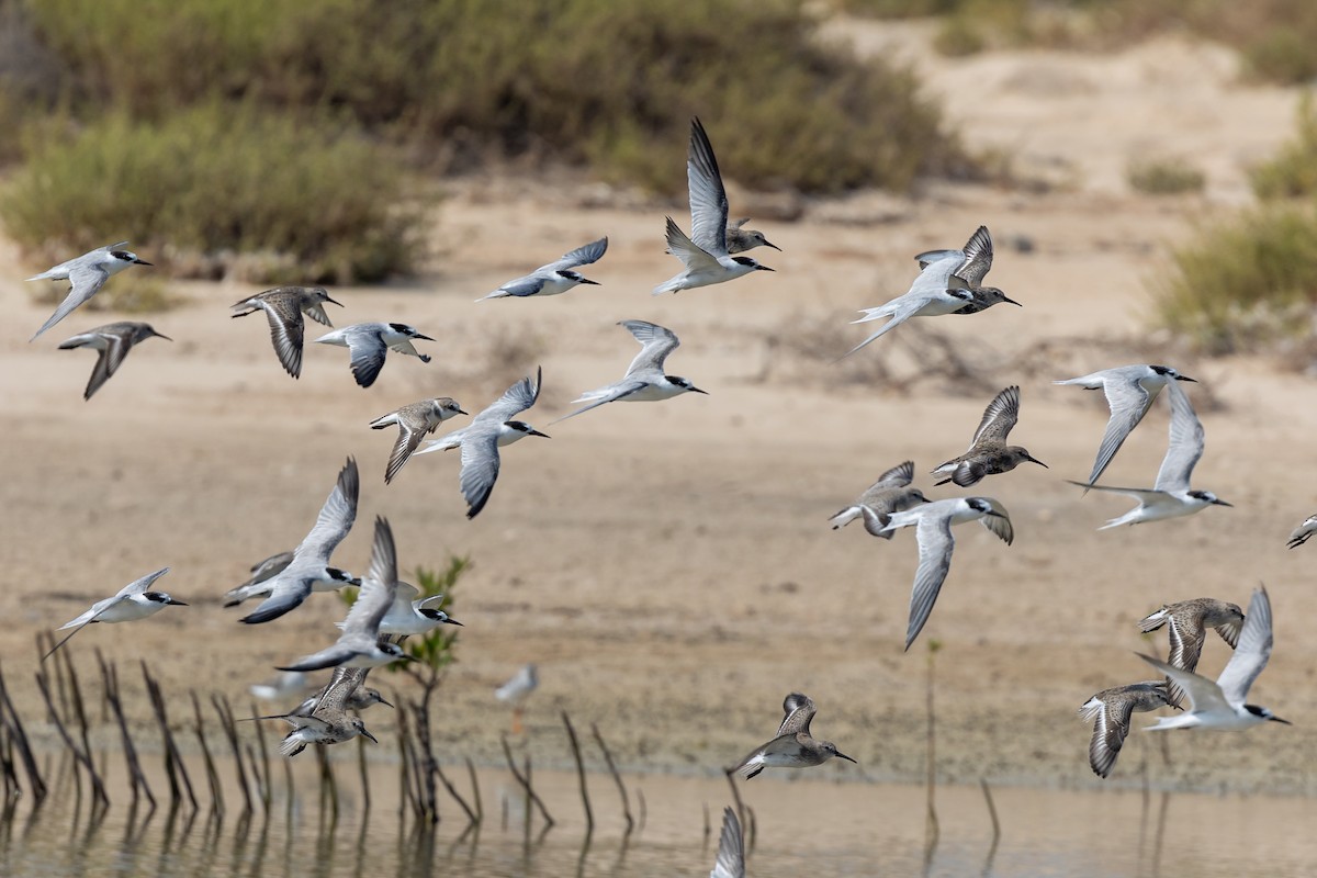 Little Tern - ML609607035