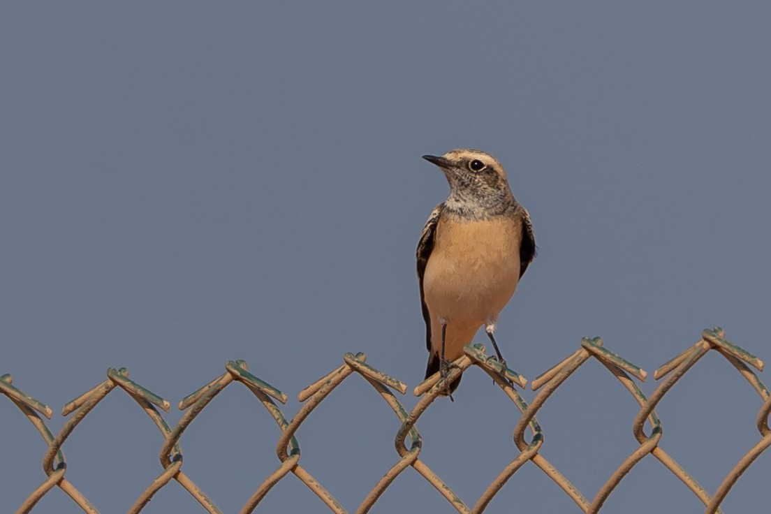 Pied Wheatear - ML609607056