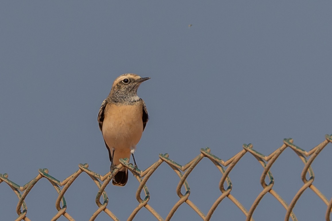 Pied Wheatear - ML609607057