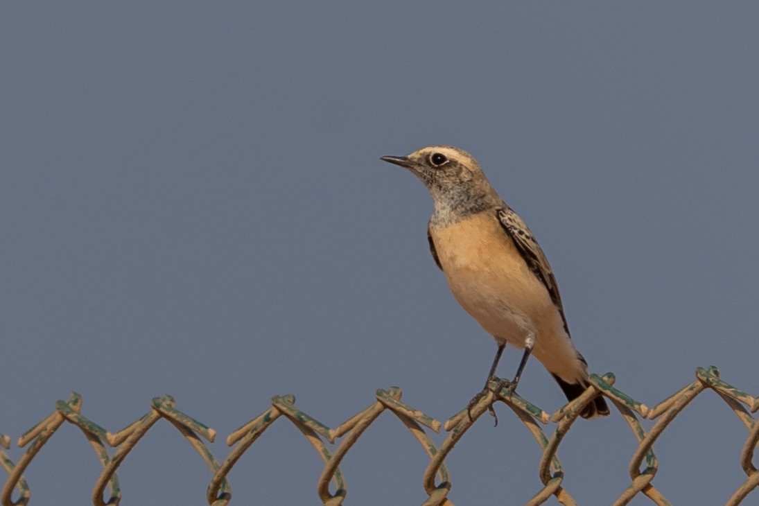 Pied Wheatear - ML609607058