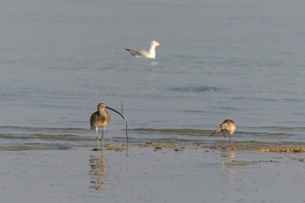 Eurasian Curlew - Nikos Mavris