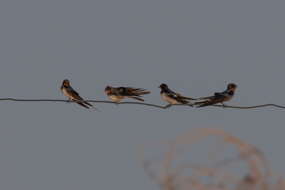 Barn Swallow - ML609607071