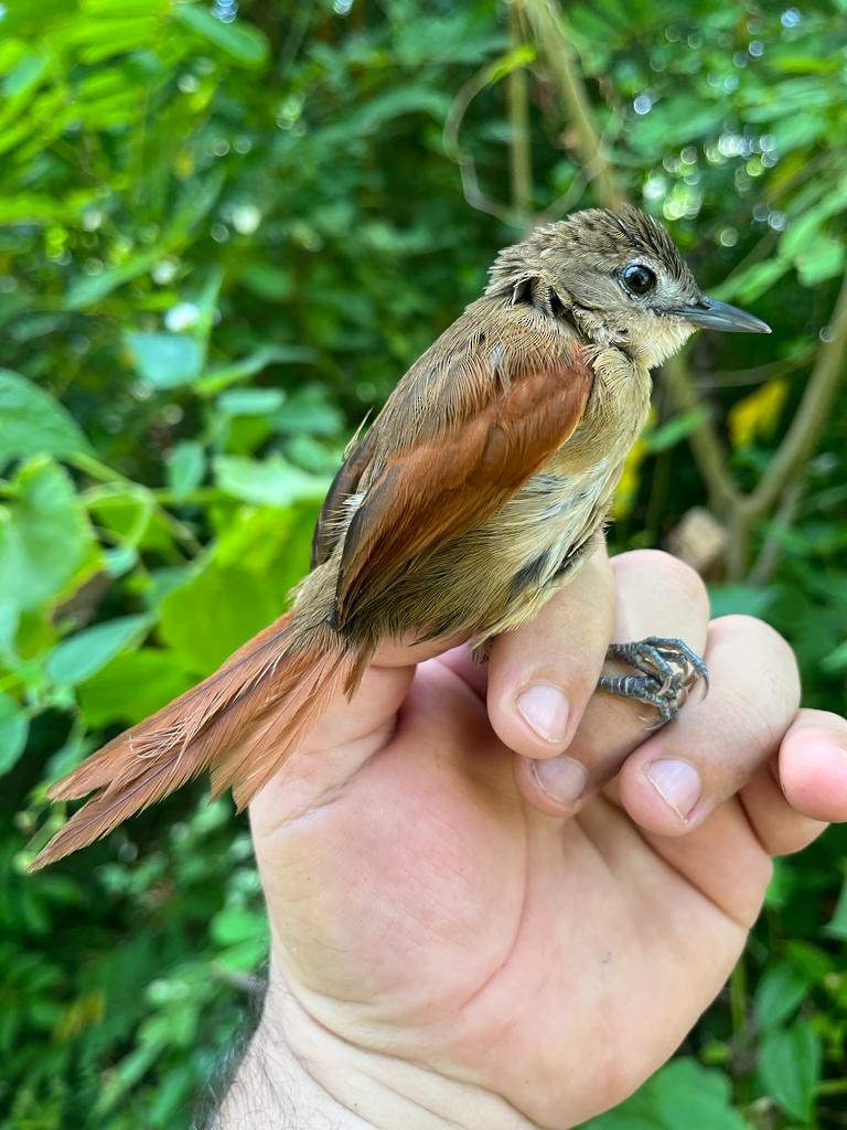 Plain-crowned Spinetail - Marcos Pérsio Santos