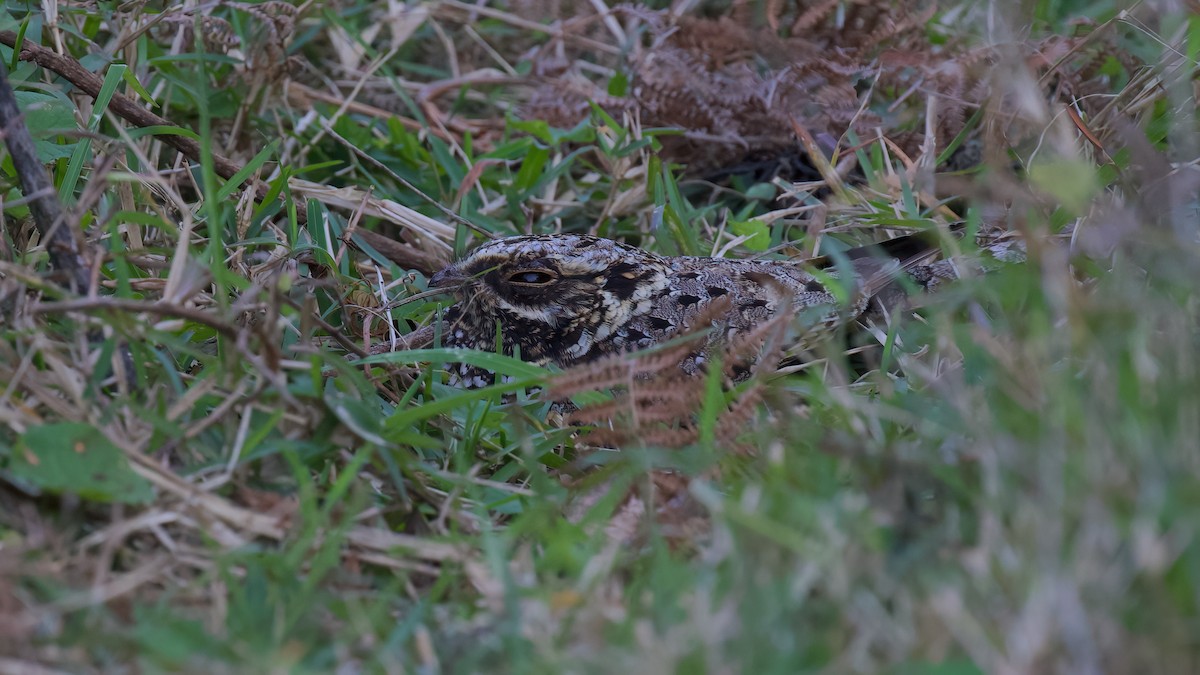 Swamp Nightjar - Robert Graham