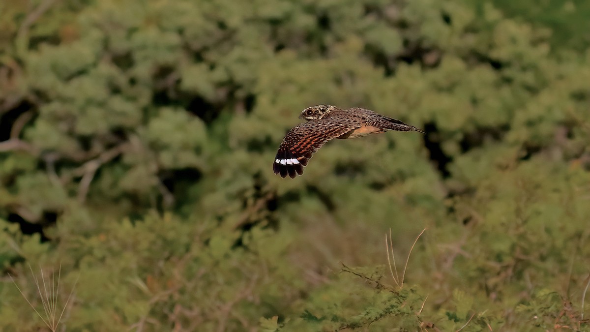 Swamp Nightjar - ML609607136