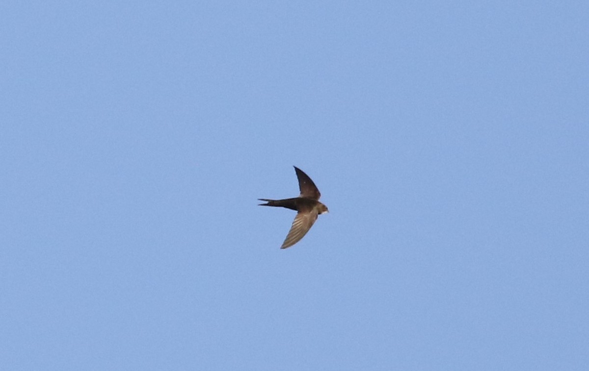 Common Swift - ML609607192