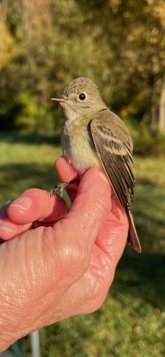 Least Flycatcher - Connie Skipper