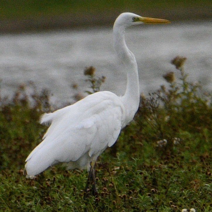 Great Egret - ML609607521