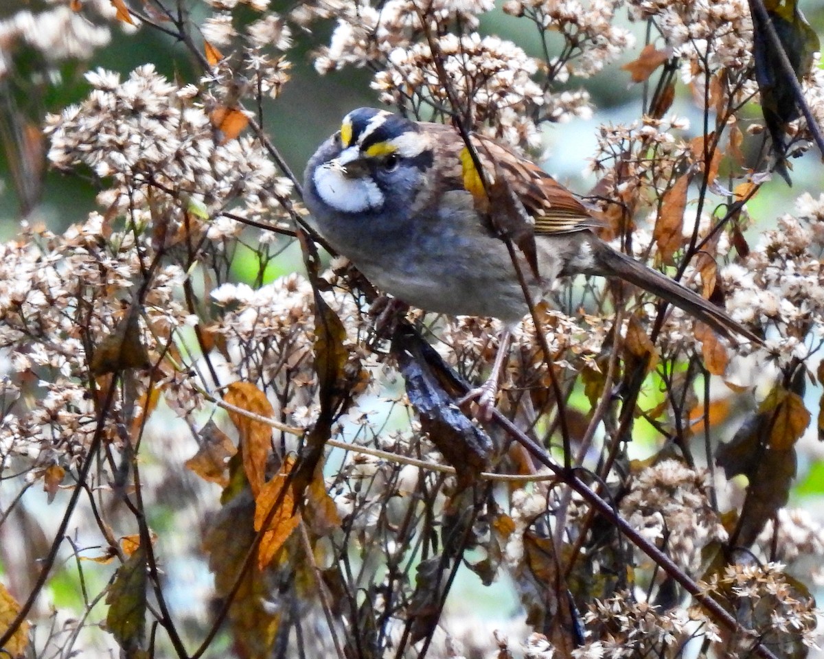 White-throated Sparrow - ML609607536