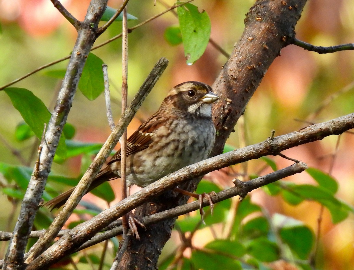 White-throated Sparrow - ML609607537