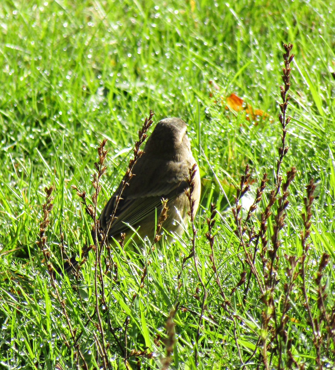 Palm Warbler - ML609607656