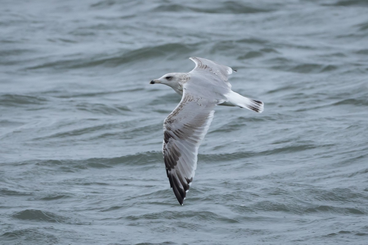 Herring Gull (European) - ML609607675