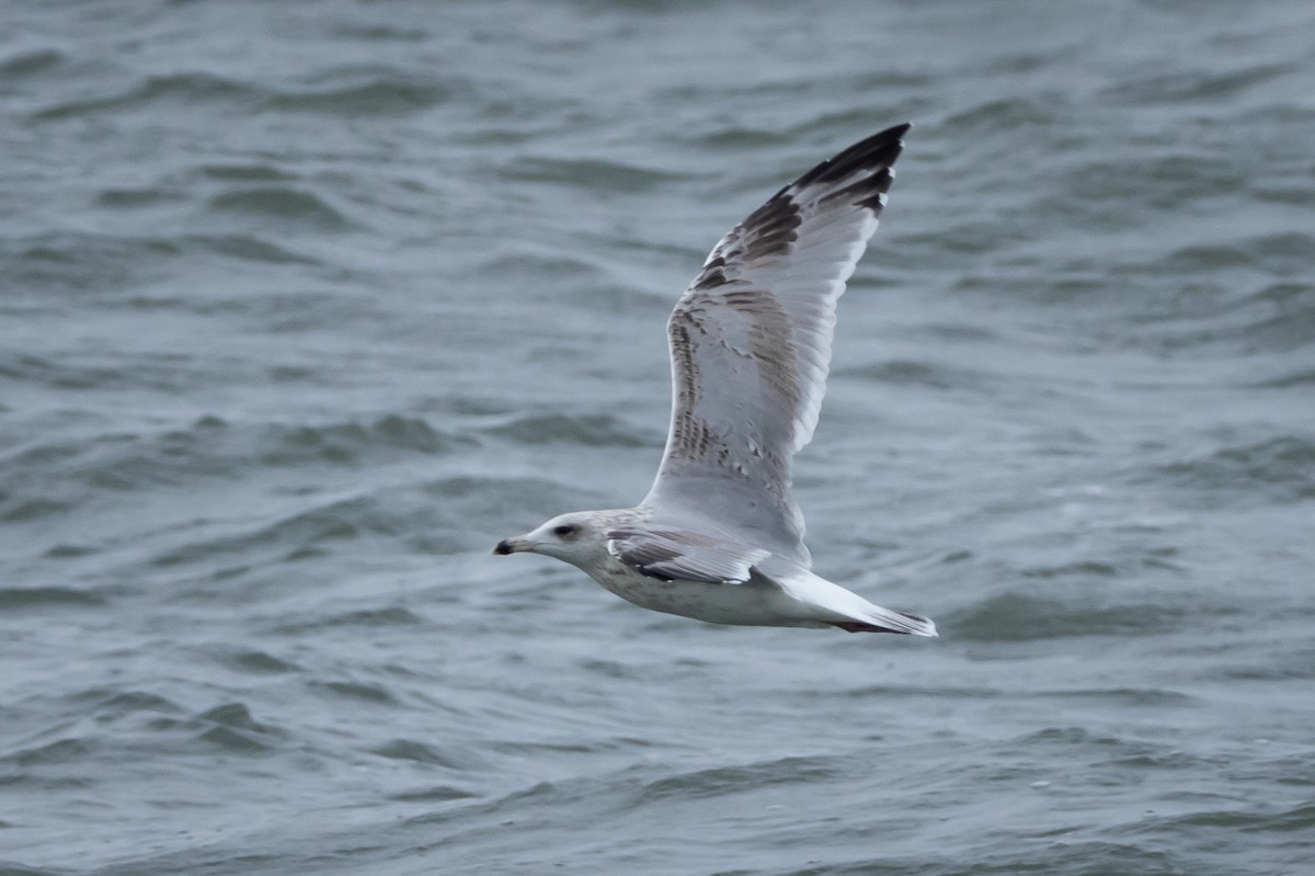 Herring Gull (European) - ML609607695