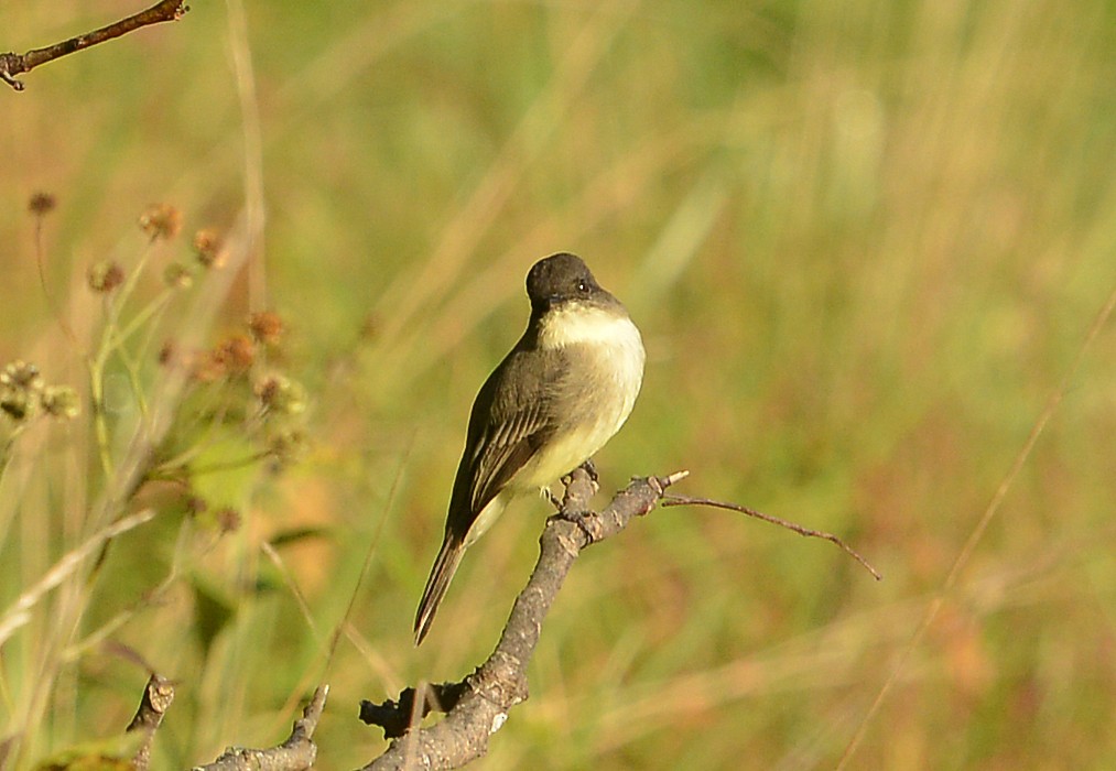 Eastern Phoebe - ML609607700